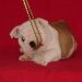 english bulldog puppy